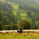 troupeau agneau